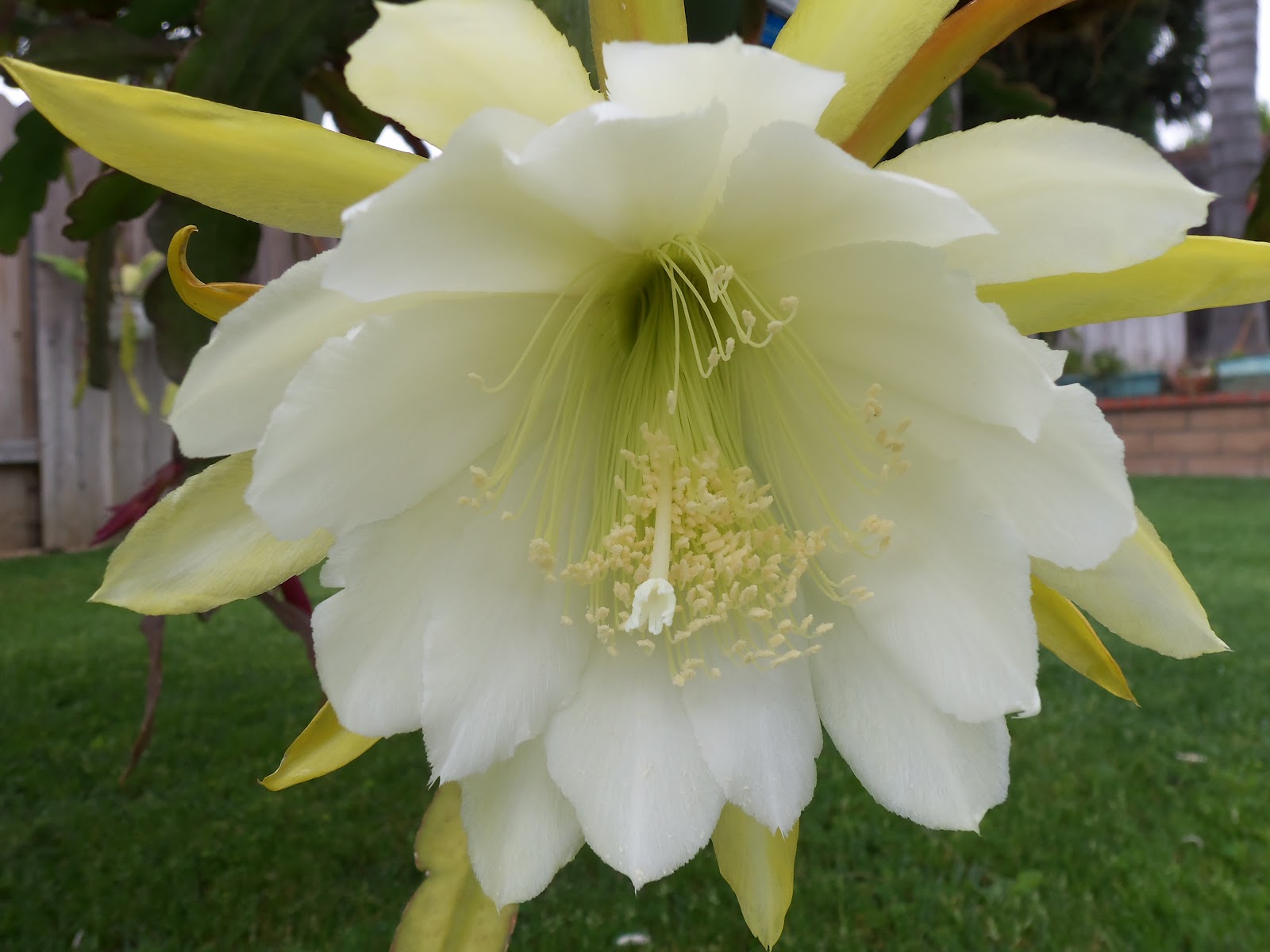 The Epiphyllum Garden: